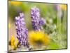 USA, Washington State. Close-up of Arrowleaf Balsamroot and lupine-Terry Eggers-Mounted Photographic Print