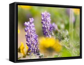 USA, Washington State. Close-up of Arrowleaf Balsamroot and lupine-Terry Eggers-Framed Stretched Canvas