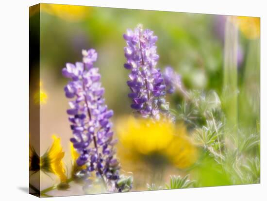 USA, Washington State. Close-up of Arrowleaf Balsamroot and lupine-Terry Eggers-Stretched Canvas