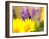 USA, Washington State. Close-up of Arrowleaf Balsamroot and lupine-Terry Eggers-Framed Premium Photographic Print