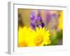 USA, Washington State. Close-up of Arrowleaf Balsamroot and lupine-Terry Eggers-Framed Premium Photographic Print