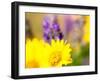 USA, Washington State. Close-up of Arrowleaf Balsamroot and lupine-Terry Eggers-Framed Photographic Print