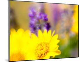 USA, Washington State. Close-up of Arrowleaf Balsamroot and lupine-Terry Eggers-Mounted Photographic Print