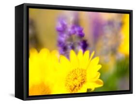 USA, Washington State. Close-up of Arrowleaf Balsamroot and lupine-Terry Eggers-Framed Stretched Canvas