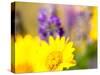 USA, Washington State. Close-up of Arrowleaf Balsamroot and lupine-Terry Eggers-Stretched Canvas