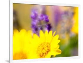 USA, Washington State. Close-up of Arrowleaf Balsamroot and lupine-Terry Eggers-Framed Photographic Print