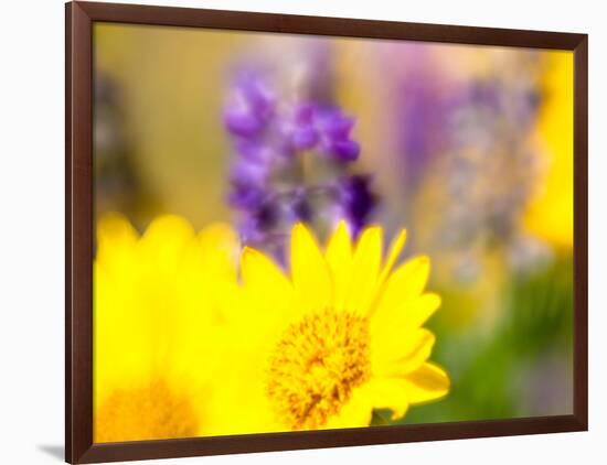 USA, Washington State. Close-up of Arrowleaf Balsamroot and lupine-Terry Eggers-Framed Photographic Print