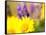 USA, Washington State. Close-up of Arrowleaf Balsamroot and lupine-Terry Eggers-Framed Stretched Canvas