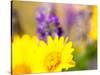 USA, Washington State. Close-up of Arrowleaf Balsamroot and lupine-Terry Eggers-Stretched Canvas