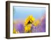 USA, Washington State. Close-up of Arrowleaf Balsamroot and lupine-Terry Eggers-Framed Photographic Print