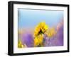 USA, Washington State. Close-up of Arrowleaf Balsamroot and lupine-Terry Eggers-Framed Photographic Print