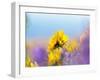 USA, Washington State. Close-up of Arrowleaf Balsamroot and lupine-Terry Eggers-Framed Photographic Print