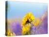 USA, Washington State. Close-up of Arrowleaf Balsamroot and lupine-Terry Eggers-Stretched Canvas