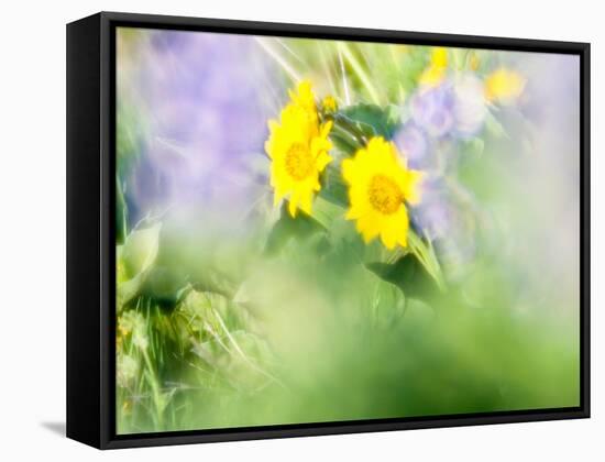 USA, Washington State. Close-up of Arrowleaf Balsamroot and lupine-Terry Eggers-Framed Stretched Canvas