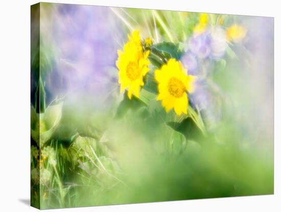 USA, Washington State. Close-up of Arrowleaf Balsamroot and lupine-Terry Eggers-Stretched Canvas