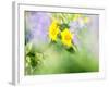 USA, Washington State. Close-up of Arrowleaf Balsamroot and lupine-Terry Eggers-Framed Photographic Print