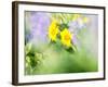 USA, Washington State. Close-up of Arrowleaf Balsamroot and lupine-Terry Eggers-Framed Photographic Print