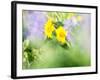 USA, Washington State. Close-up of Arrowleaf Balsamroot and lupine-Terry Eggers-Framed Photographic Print