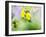 USA, Washington State. Close-up of Arrowleaf Balsamroot and lupine-Terry Eggers-Framed Photographic Print