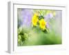 USA, Washington State. Close-up of Arrowleaf Balsamroot and lupine-Terry Eggers-Framed Photographic Print