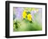 USA, Washington State. Close-up of Arrowleaf Balsamroot and lupine-Terry Eggers-Framed Photographic Print