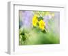 USA, Washington State. Close-up of Arrowleaf Balsamroot and lupine-Terry Eggers-Framed Photographic Print