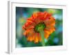 USA, Washington State. Close-up of State Fair Zinnia-Sylvia Gulin-Framed Photographic Print