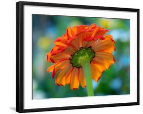 USA, Washington State. Close-up of State Fair Zinnia-Sylvia Gulin-Framed Photographic Print