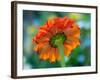 USA, Washington State. Close-up of State Fair Zinnia-Sylvia Gulin-Framed Photographic Print