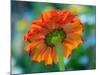 USA, Washington State. Close-up of State Fair Zinnia-Sylvia Gulin-Mounted Photographic Print