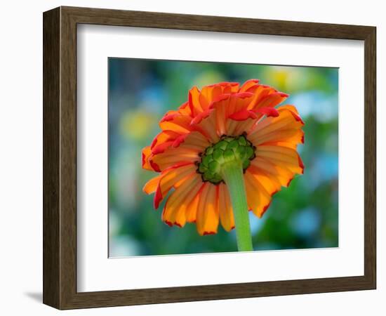 USA, Washington State. Close-up of State Fair Zinnia-Sylvia Gulin-Framed Photographic Print