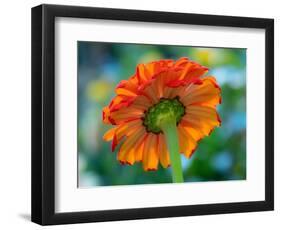 USA, Washington State. Close-up of State Fair Zinnia-Sylvia Gulin-Framed Photographic Print