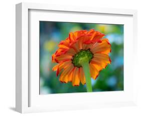 USA, Washington State. Close-up of State Fair Zinnia-Sylvia Gulin-Framed Photographic Print