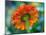 USA, Washington State. Close-up of State Fair Zinnia-Sylvia Gulin-Mounted Photographic Print