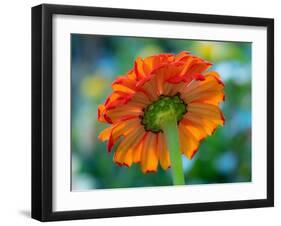 USA, Washington State. Close-up of State Fair Zinnia-Sylvia Gulin-Framed Photographic Print