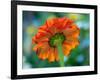 USA, Washington State. Close-up of State Fair Zinnia-Sylvia Gulin-Framed Photographic Print