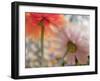 USA, Washington State. Close-up of State Fair Zinnia-Sylvia Gulin-Framed Photographic Print