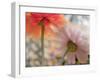 USA, Washington State. Close-up of State Fair Zinnia-Sylvia Gulin-Framed Photographic Print