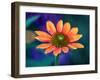 USA, Washington State. Close-up of State Fair Zinnia-Sylvia Gulin-Framed Photographic Print