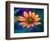 USA, Washington State. Close-up of State Fair Zinnia-Sylvia Gulin-Framed Photographic Print