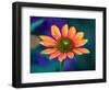 USA, Washington State. Close-up of State Fair Zinnia-Sylvia Gulin-Framed Photographic Print