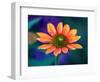 USA, Washington State. Close-up of State Fair Zinnia-Sylvia Gulin-Framed Photographic Print