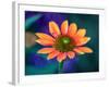 USA, Washington State. Close-up of State Fair Zinnia-Sylvia Gulin-Framed Photographic Print