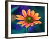 USA, Washington State. Close-up of State Fair Zinnia-Sylvia Gulin-Framed Photographic Print