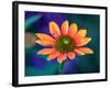 USA, Washington State. Close-up of State Fair Zinnia-Sylvia Gulin-Framed Photographic Print