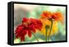 USA, Washington State. Close-up of State Fair Zinnia-Sylvia Gulin-Framed Stretched Canvas