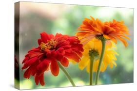 USA, Washington State. Close-up of State Fair Zinnia-Sylvia Gulin-Stretched Canvas