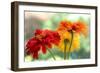 USA, Washington State. Close-up of State Fair Zinnia-Sylvia Gulin-Framed Photographic Print