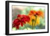 USA, Washington State. Close-up of State Fair Zinnia-Sylvia Gulin-Framed Photographic Print