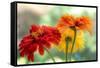 USA, Washington State. Close-up of State Fair Zinnia-Sylvia Gulin-Framed Stretched Canvas